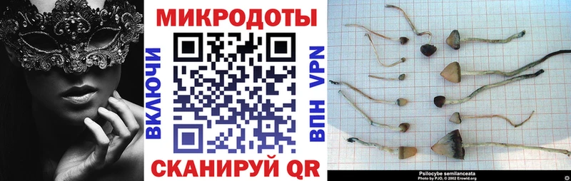 Галлюциногенные грибы Psilocybine cubensis  дарк нет состав  Ясный  как найти закладки 